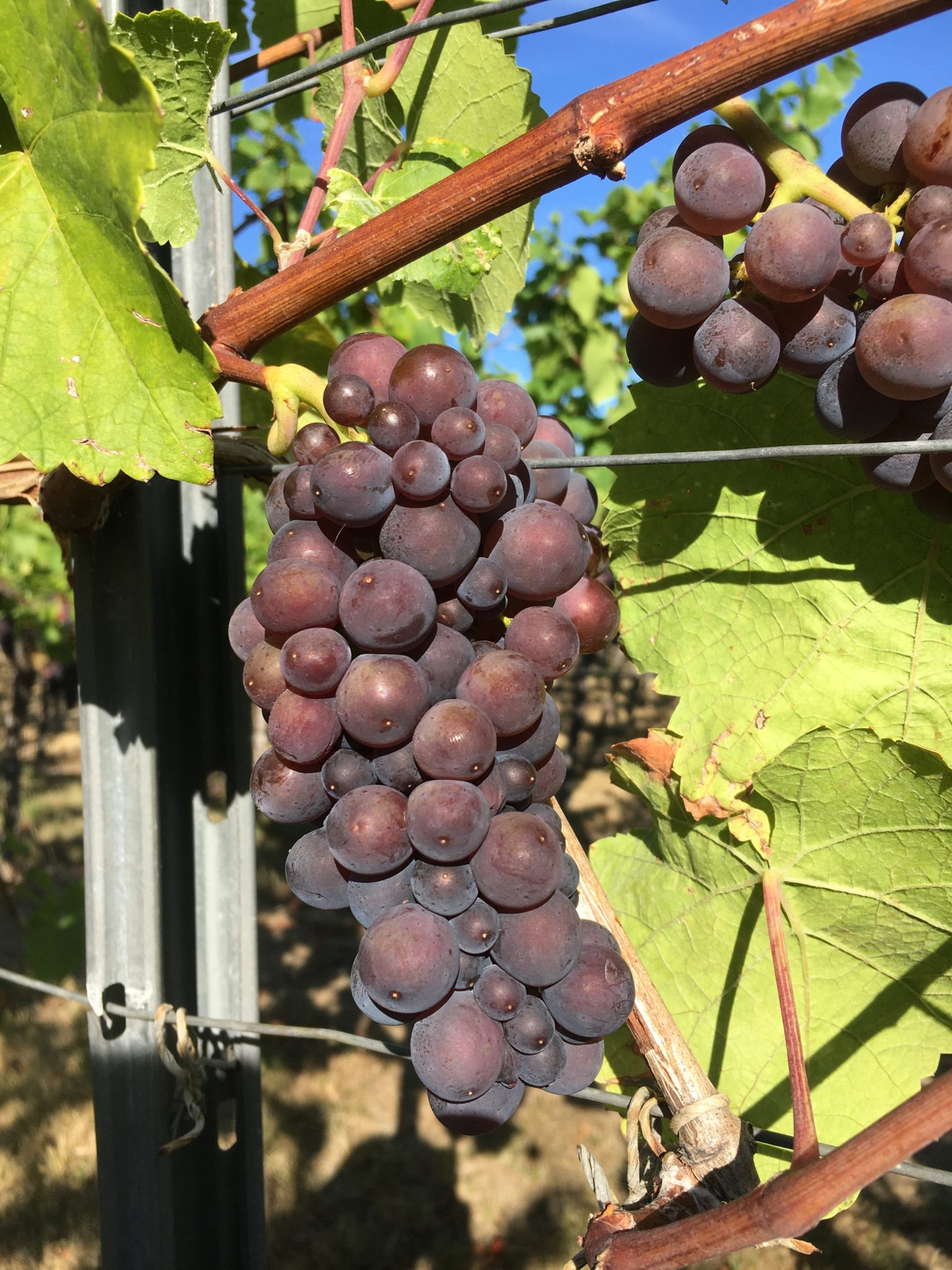 Grauburgunder / Ruländer Rebenhof Bernd GbR